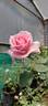 Ajatashatru Kasturi™ rose photo