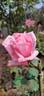 Ajatashatru Kasturi™ rose photo