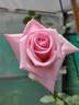 Ajatashatru Kasturi™ rose photo