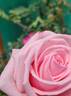 Ajatashatru Kasturi™ rose photo