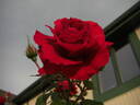 Ramblin' Red rose photo