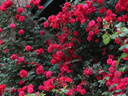 Ramblin' Red rose photo