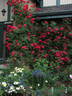 Ramblin' Red rose photo