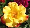 Sunset Horizon rose photo