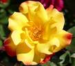 Sunset Horizon rose photo