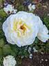White Licorice™ rose photo
