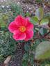 The Imposter rose photo