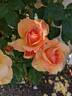 Norwich Castle rose photo