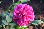 Queen of Bedders rose photo