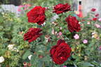 Samouraï rose photo