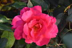 Hector Deane rose photo