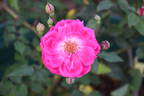 Fellenberg rose photo
