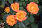 Rumba ® rose photo