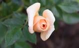 Loving Touch ™ rose photo