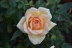 Loving Touch ™ rose photo