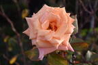 Copper Gem rose photo
