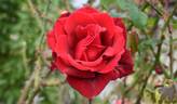 Obsession rose photo