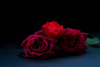 Black Perfumella rose photo