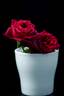 Black Perfumella rose photo
