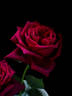 Black Perfumella rose photo