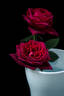 Black Perfumella rose photo