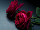 Black Perfumella rose photo