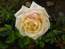 Frederyk Chopin rose photo