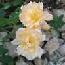 Sunshine rose photo