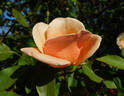 Bishop Darlington rose photo