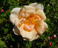 Bishop Darlington rose photo