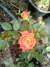 Mandarin ® rose photo