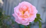 Paul Shirville rose photo