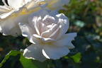 Precious Michelle rose photo