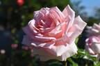 Our Rosamond rose photo