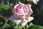 Our Rosamond rose photo