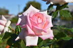 Our Rosamond rose photo