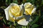 Helmut Schmidt rose photo