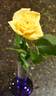 Helmut Schmidt rose photo