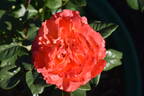 Voodoo rose photo