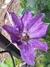 Wildfire clematis photo