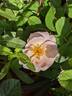 Nymphenburg rose photo