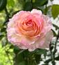 Mitsouko ® rose photo