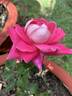 Chantal’s Kolam rose photo
