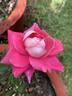Chantal’s Kolam rose photo