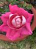 Chantal’s Kolam rose photo