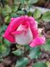Chantal’s Kolam rose photo