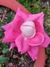 Chantal’s Kolam rose photo