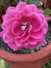 Chantal’s Kolam rose photo