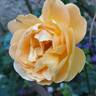 Bernstein-Rose ® rose photo