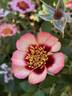 Diane Sommers rose photo